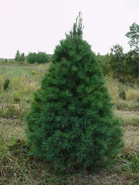 White Pine